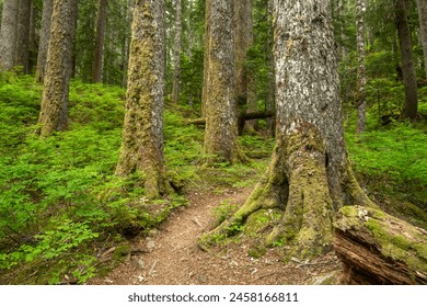 Bright Green Forest Floor Surround Strong Tree Trunks With Trail Passing Through in Olympic National Park - Powered by Shutterstock