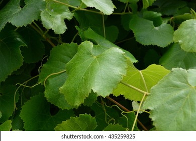 Bright Green Fresh Grape Vine Leaves