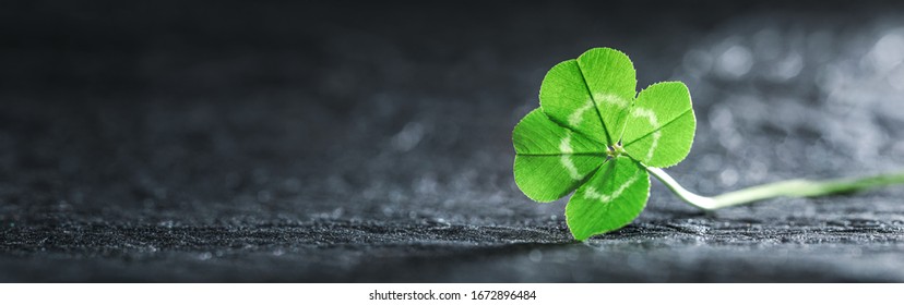 Bright green good luck four leaf clover. - Shutterstock ID 1672896484