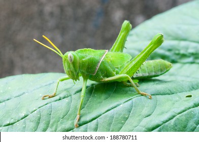 Bright Green Grasshopper 