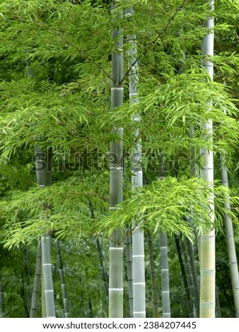 Bright green Japanese bamboo forest