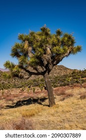 Bright Green Joshua Tree Against A Blue Sky In Winter