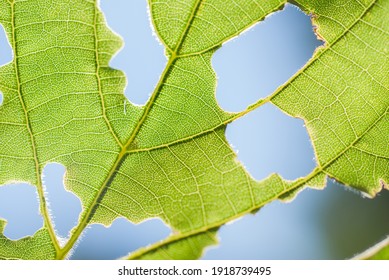 Bright green leaf up close with holes from worms. Sunlight and blue sky in the background.  - Powered by Shutterstock