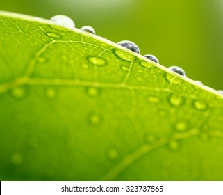 Bright green leaf photo with water drops in the morning. Shallow depth of field  - Powered by Shutterstock
