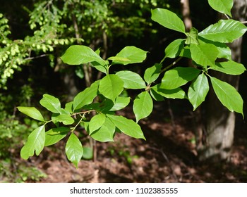 Bright Green Leaves Of Black Tupelo Tree In A Forest.