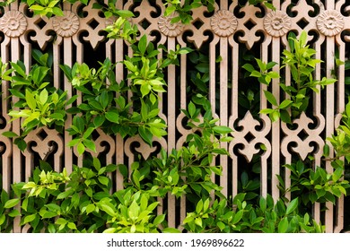 Bright Green Leaves With Dense Foliage In Bright Light Climbing On Old Grunge . Background Image. Grown And Climbing On Old Fence Metal Chainlink Fence. 