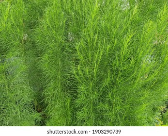 is fennel poisonous to dogs