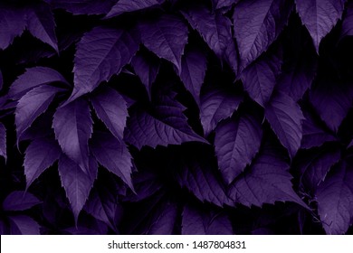 Bright green leaves top view minimalistic background. Floral backdrop concept. Flower petals close up. Floristry hobby. Web banner, greeting card idea - Shutterstock ID 1487804831