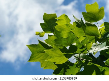 Bright green leaves of Tulip tree (Liriodendron tulipifera), called Tuliptree, American or Tulip Poplar on blue sky background. Selective focus. There is place for text. Nature concept for design