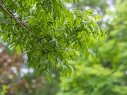 Bright Green Leaves And Unripe Fruits Of The Amur Velvet, Or Amur Cork Tree, Lat. Phellodendron Amurense In Spring Or Summer