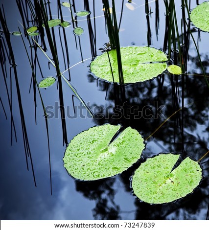 Bright green lilly pad's cover the surface of a pond
