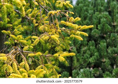 Bright Green Lush Evergreen Pine Tree Growing In The Bright Sunny Meadow.