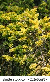 Bright Green Lush Evergreen Pine Tree Growing In The Bright Sunny Meadow.