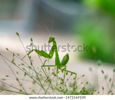 Bright green mantis on grass flowers. Photos from macro cameras, insects with legs like saw blades.