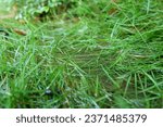 Bright green meadows, fresh foliage, and selective focus on waterlogged grass after rain.