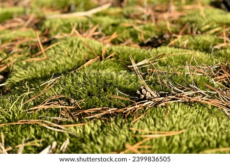 bright green moss in a macro lens with dry pine needles on a sunny day