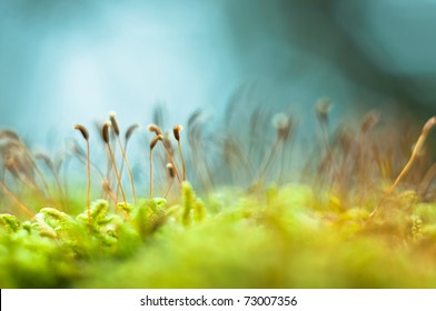 Bright Green Moss Macro Shot