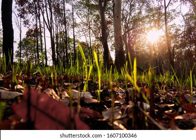 Bright Green New Grass Shoots Emerging After A Fire Has Devastated The Australian Bush.