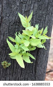 Bright Green New Leaves On Burnt Tree Trunk After Bush Fire , Northern NSW