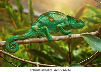 Bright green Parson's chameleon, Calumma parsonii, huge colourful chameleon climbing up tree branch, Wild animal, Madagascar. - Powered by Shutterstock