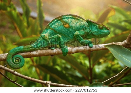 Bright green Parson's chameleon, Calumma parsonii, huge colourful chameleon climbing up tree branch, Wild animal, Madagascar.