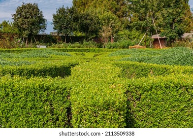 Bright Green Plantings In A Knot Garden