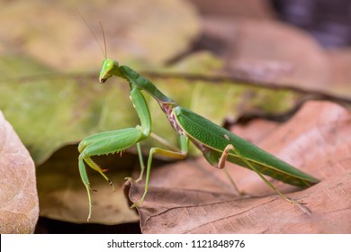 Bright Green Preying Mantis Mantid Mantises Mantidae Mantodea on dead autumn brown leaves in the jungles of Thailand, macro micro close up
