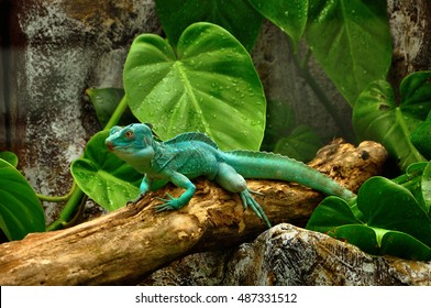 bright green reptile on the log