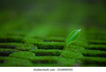 Bright Green Sapling. A Small Tree That Grows With Green Plants, Moss, In Evergreen Forests. Green Earth Day And Earth Day Concept.