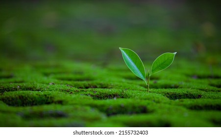 Bright Green Sapling. A Small Tree That Grows With Green Plants, Moss, In Evergreen Forests. Green Earth Day And Earth Day Concept.