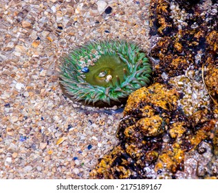 Bright Green Sea Urchin In A Tide Pools