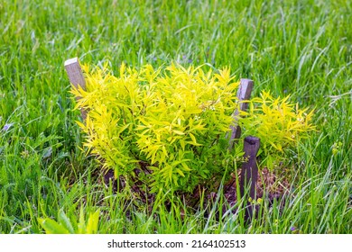 Bright Green Spirea (Spiraea Thunbergii Ogon) Leaves Growth With Little White Flowers In The Garden In Spring