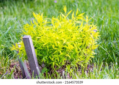 Bright Green Spirea (Spiraea Thunbergii Ogon) Leaves Growth With Little White Flowers In The Garden In Spring