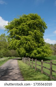 Bright Green Spring Foliage of a Deciduous Common Beech Tree (Fagus sylvatica) on the Side of a Country Lane with a Cloudy Blue Sky Background in Rural Devon, England, UK