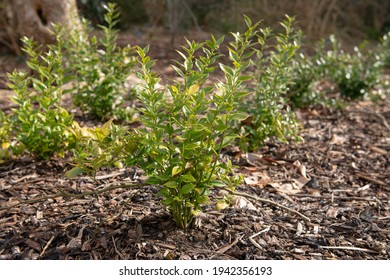 Bright Green Spring Foliage Of An Evergreen Sweet Box Plant  (Sarcococca Confusa) Growing In A Herbaceous Border Surrounded By Mulch In A Garden In Rural Devon, England, UK