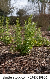 Bright Green Spring Foliage Of An Evergreen Sweet Box Plant  (Sarcococca Confusa) Growing In A Herbaceous Border Surrounded By Mulch In A Garden In Rural Devon, England, UK