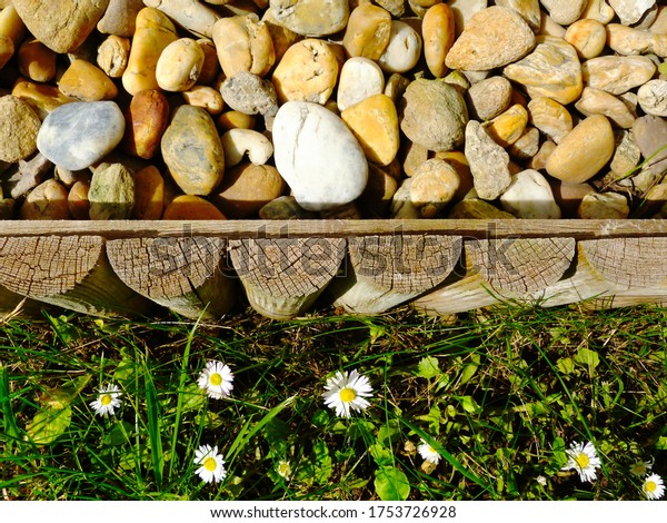 bright green spring lawn with daisies and half\
round split wooden log separation strip. garden detail with smooth\
colorful beige, yellow and brown river stone fill. gardening and\
landscaping concept