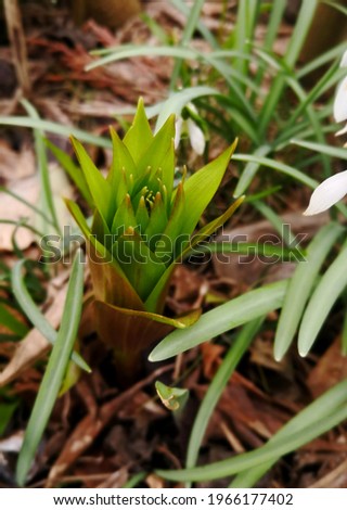 Bright green sprout of Fritillaria imperialis (Crown Imperials, Kaiser's Crown) with pointy leaves in background of leaves and soil in garden. Image of powerful young plant (new life) in early spring