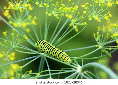 A bright green swallowtail caterpillar with orange dots. The caterpillar of the rare sailfish butterfly Papilio machaon is listed in the Red Book.