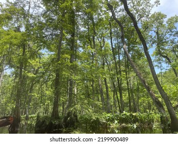 Bright Green Swamp Area In The Southern USA