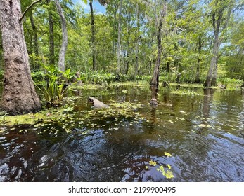 Bright Green Swamp Area In The Southern USA