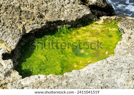 A bright green swamp like puddle near the ocean