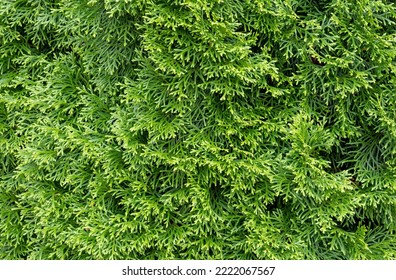 Bright Green Thuja Tree Foliage Closeup, Simple Natural Minimal Background Texture, Backdrop, Nobody, Summer. Coniferous Tree Cupressaceae Cypress Family, Evergreen Trees Growth Concept, No People