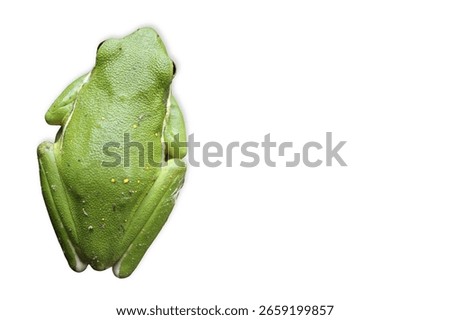 Bright green tree frog shown from above as it rests against a white background, its legs tucked and skin clearly textured.