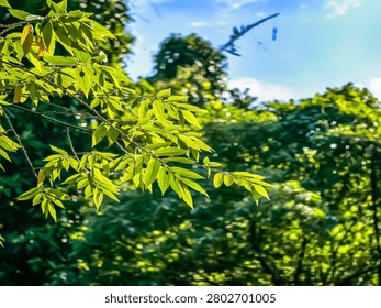  Bright green tree leaves capturing the warm morning sunlight with a soft, creamy forest bokeh and blue sky showing through the gaps.