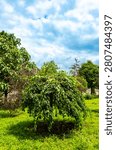 Bright green tree under a cloudy sky. A green tree stands in a grassy area with other trees around. The sky shows clouds and some blue patches.