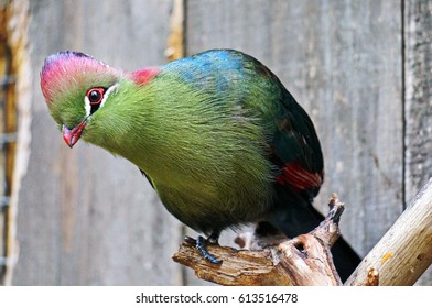 Bright Green Turaco