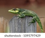 Bright green and yellow Cuban knight anole lizard with black eye patch is crossing the top of a wooden fence against a blurred brown background.