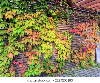 Bright green, yellow, orange, red decorative grape virginia creeper vines twining pergola fence in daylight - Shutterstock ID 2227208183