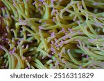 Bright green and yellow sea anemone tentacles with vibrant purple tips sway gently underwater